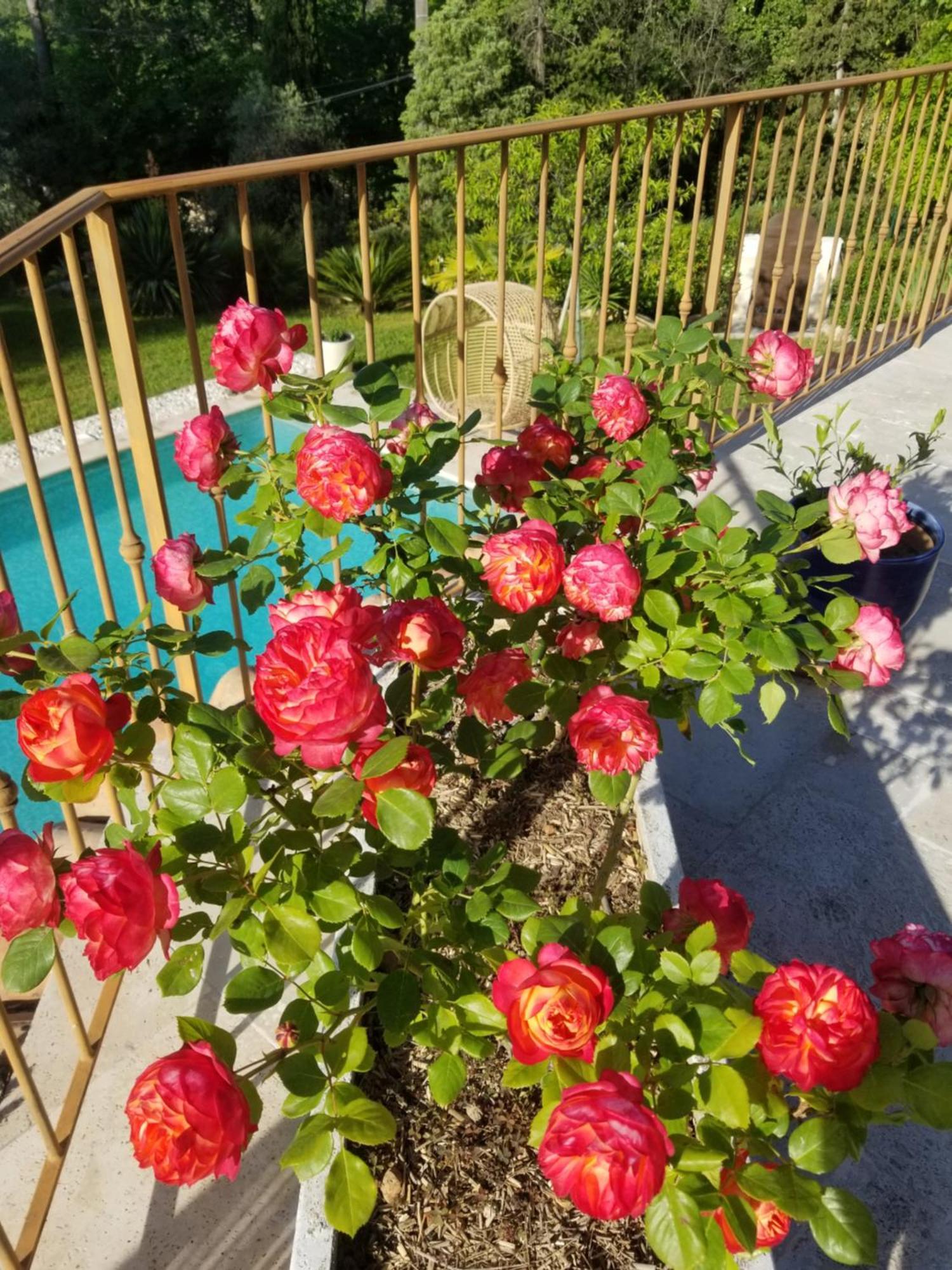 O Tilia D'Azur Bed & Breakfast Roquefort-les-Pins Exterior photo